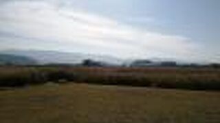 コスモス畑が広がっていました