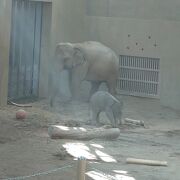 秋の動物園は最高！