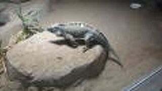 円山動物園 は虫類 両生類館