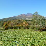 睡蓮の葉と紅葉の妙高山が美しい