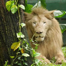 可愛いライオン