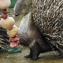 日本で見たことないです