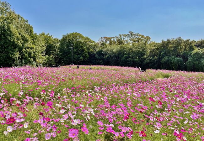 自然文化園【万博記念公園】