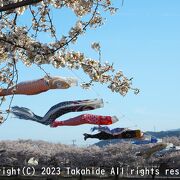 桜と鯉のぼり