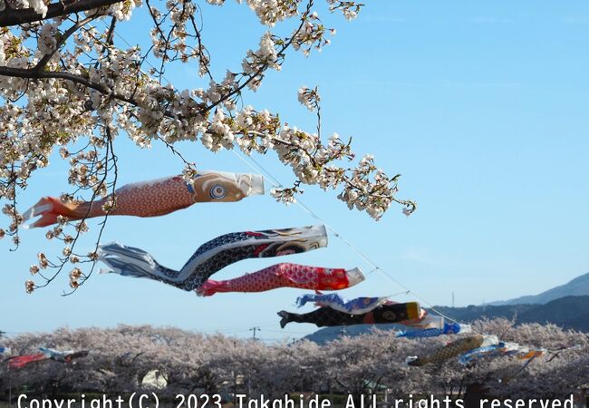 桜と鯉のぼり