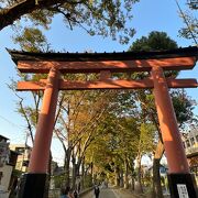 氷川神社奉納菊花大会が開催されていました