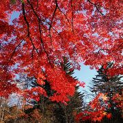 軽井沢の紅葉の名所 雲場池の燃えるような赤 池に映るリフレクションも美しいですね