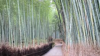 嵐山　竹林の小径