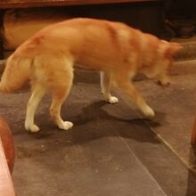 普通に犬がいる