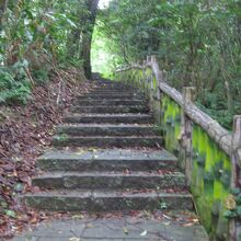 猫空樟樹歩道