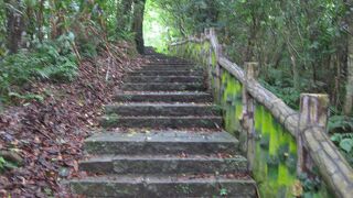 猫空樟樹歩道