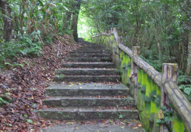 猫空樟樹歩道