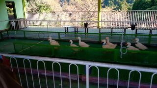 日本で唯一の「あひるの競争」「二重式観覧車」