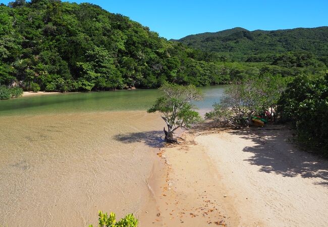 吹通川のヒルギ群落