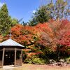 ホテルハーヴェスト旧軽井沢の中庭が紅葉♪