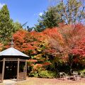 ホテルハーヴェスト旧軽井沢の中庭が紅葉♪