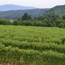 近くの紅花畑　　これは７月行った時の写真でまだ咲いていません