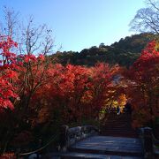 もみじの永観堂と呼ばれる紅葉の名所