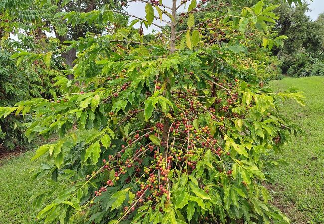 ハワイ島のコナコーヒー農園