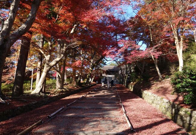 山科区にある桜と紅葉の名所となっている門跡寺院