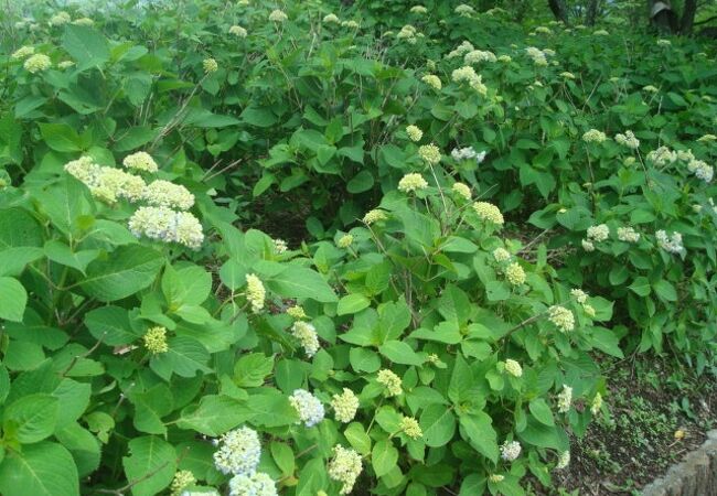 ６月の八木崎公園はラベンダーもアジサイも咲き始め