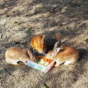 ウサギの餌は、タッパーに入れていくといいと思う