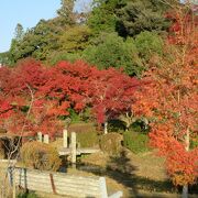 公園にはモミジが赤く染まっていました。珍しいナポレオン石がありました。