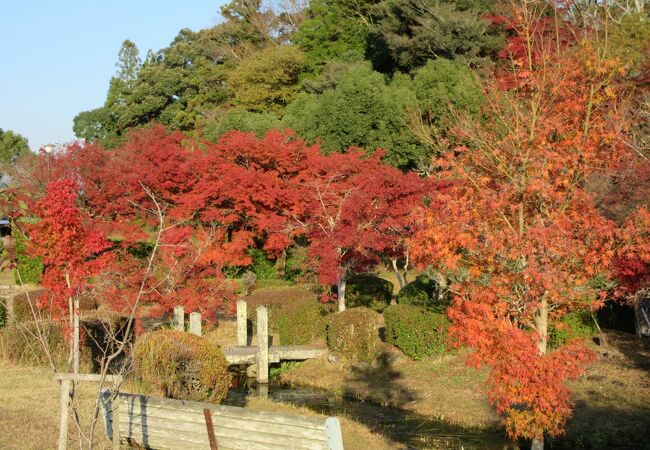 公園にはモミジが赤く染まっていました。珍しいナポレオン石がありました。