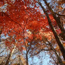 紅葉がきれいでした。