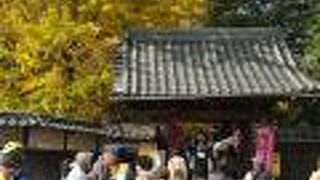 大失敗 !!　黄葉には早すぎた