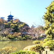 三溪園;大池に紅葉の三重塔が映えて見ごろ