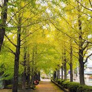 イチョウ並木が綺麗な公園