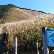 ススキがみごたえある広大な高原