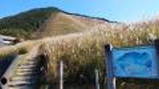 ススキがみごたえある広大な高原