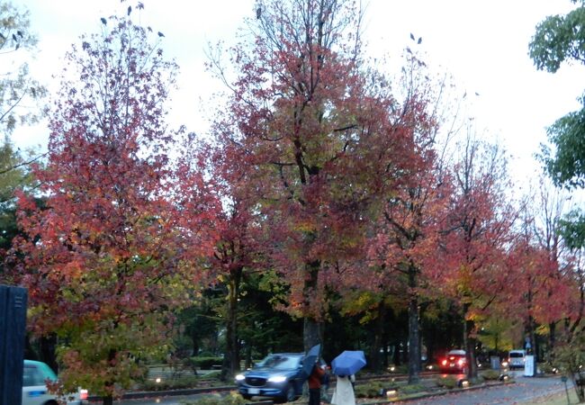秋が遅れてくれて紅葉が見られました