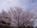 福岡堰さくら公園