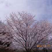 満開の桜が素晴らしい