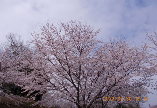 福岡堰さくら公園