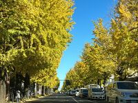 甲州街道 いちょう並木
