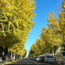 甲州街道 いちょう並木