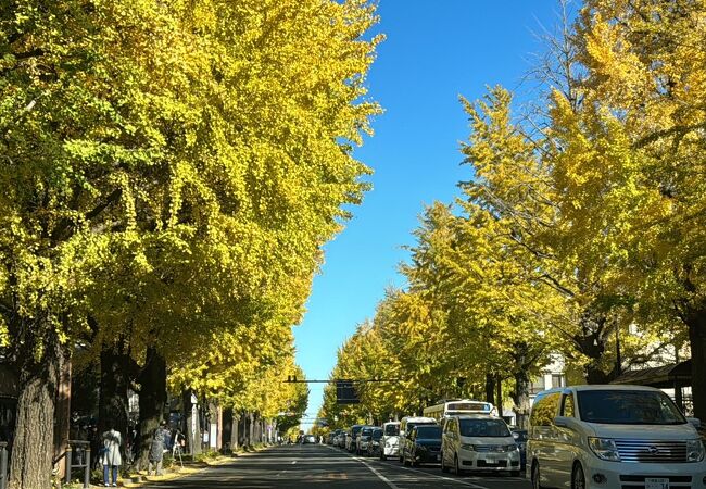 甲州街道 いちょう並木