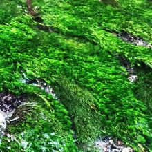 「清水川」の流れにゆらめく「梅花藻」