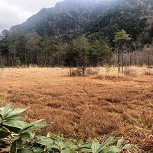 田代湿原