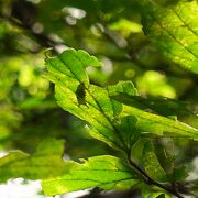 幼虫探しは難しい