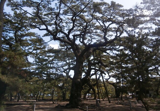 津田の松原 琴林公園