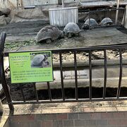 東京都立大島動物園　気分がいい