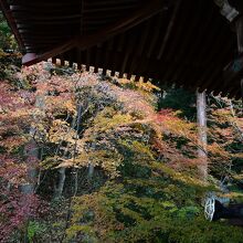 紅葉が見頃でした。