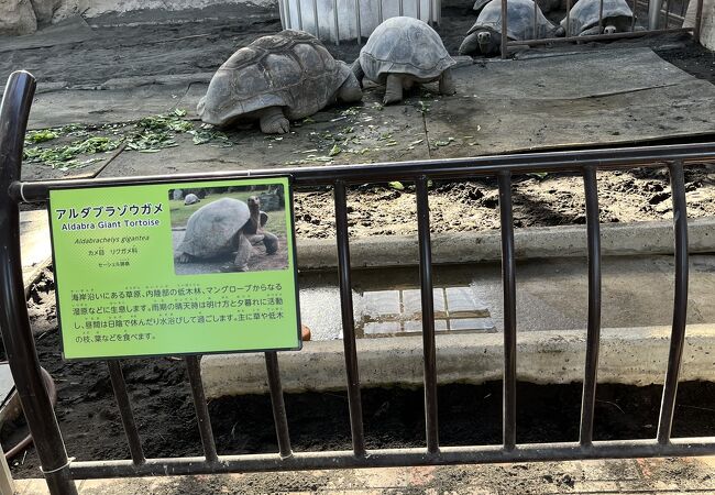 東京都立大島動物園　気分がいい