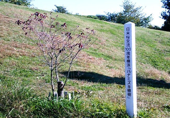 本牧山頂公園;日米桜交流100周年横浜-ハナミズキ植樹