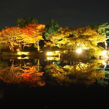 有料の日本庭園のライトアップもおすすめです